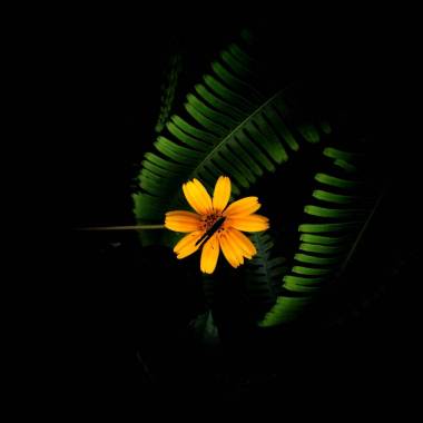 在黑色背景上朵美麗的花