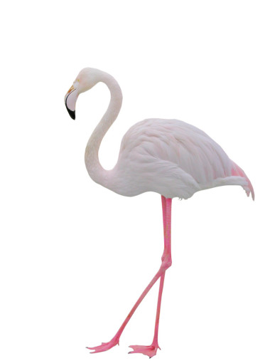 火烈鳥(niǎo)圖片