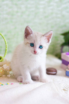 美丽的小猫特写。绿色背景上的白猫