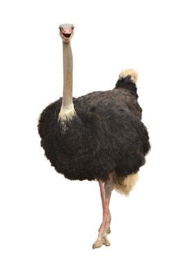 孤立的鴕鳥(niǎo)圖片