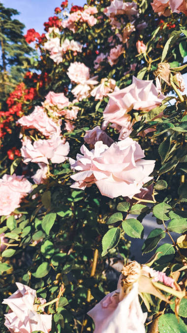 白玫瑰的玫瑰花叢背景