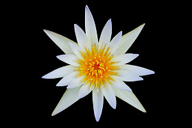 白莲花盛开在黑色背景上孤立