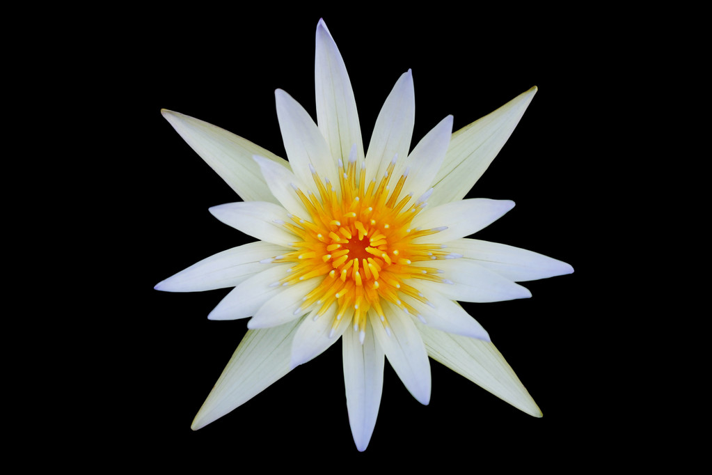 白莲花盛开在黑色背景上孤立