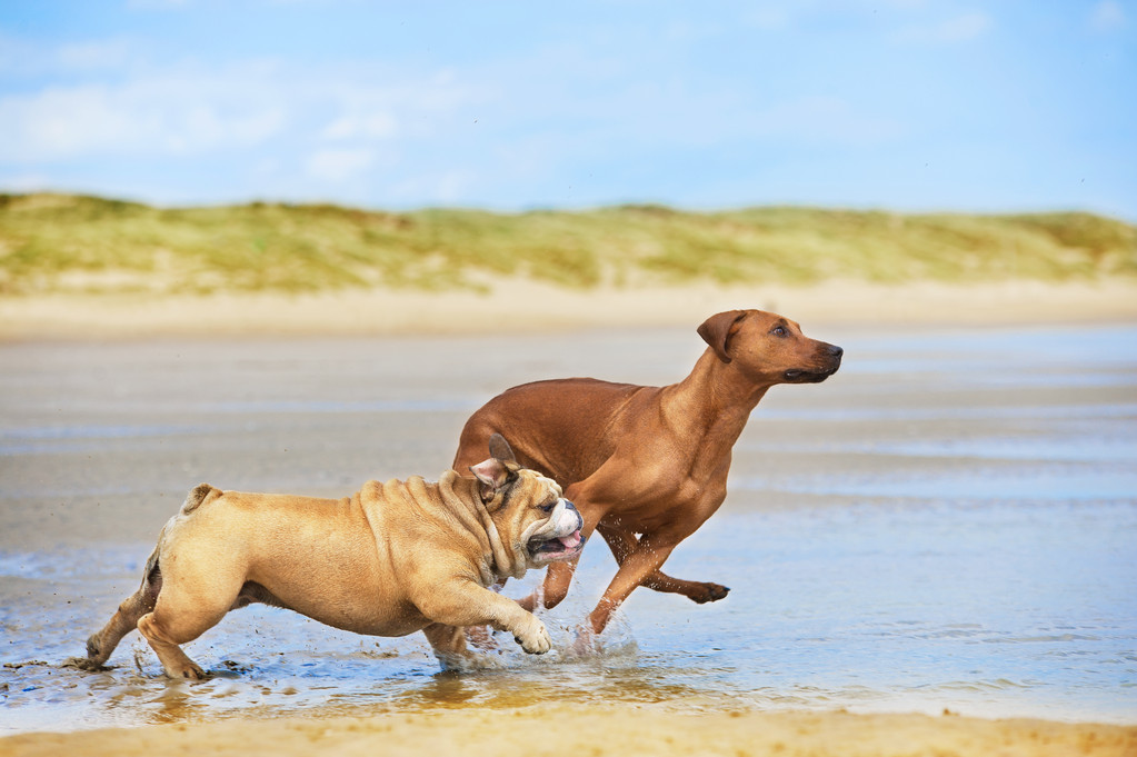 两只狗英国牛头犬和罗得西亚 ridgeback 的狗，在运