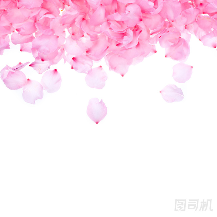在白色背景上的粉紅玫瑰花瓣圖片