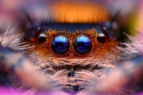 跳跃的蜘蛛 phidippus 丽君头关门