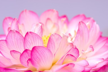 粉紅和白色的蓮花圖片