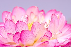粉红和白色的莲花图片