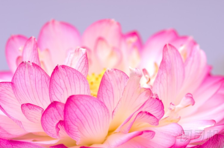 粉紅和白色的蓮花圖片