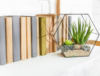 書架上帶有植物的花盆花瓶.圖片