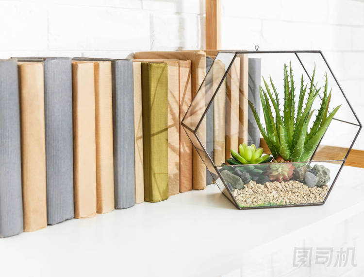 書架上帶有植物的花盆花瓶.圖片