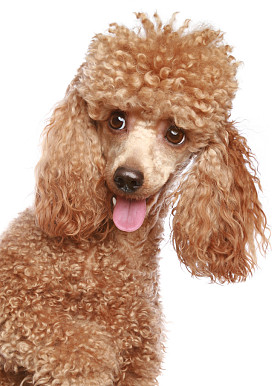杏贵宾犬小狗画像