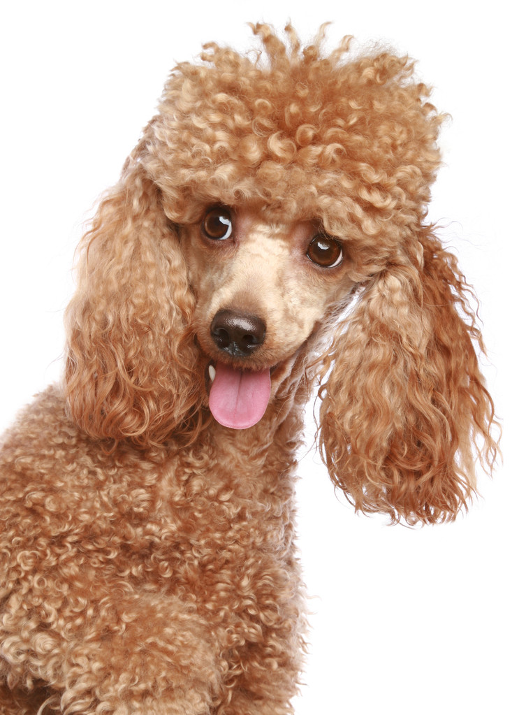杏贵宾犬小狗画像