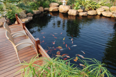 一個(gè)在中國(guó)南方，廣東省的熱帶植物和魚(yú)類(lèi)池塘的婚介機(jī)構(gòu)花園
