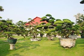 弯曲的盆景松树