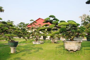 彎曲的盆景松樹