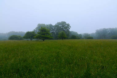 米德温的雾气早晨