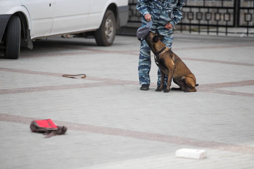 警官检查一个袋子与训练有素的狗 警官检查一个袋子与训练有素的狗