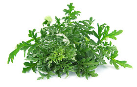 艾蒿草照片