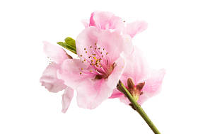 孤立的樱花 图片