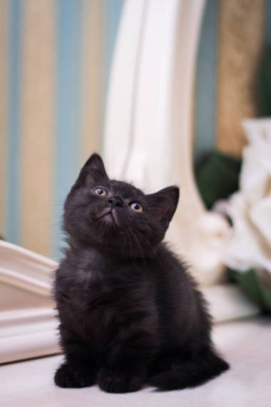 英國貓科動物，英國貓科動物