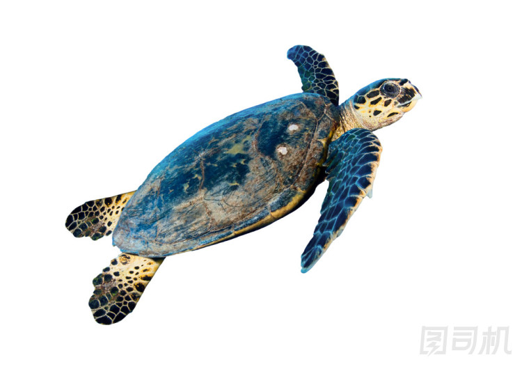 玳瑁海龜圖片