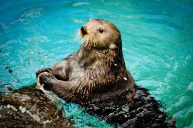 海獺