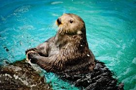 海獭