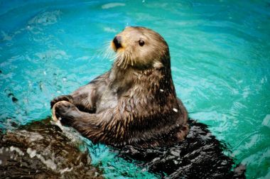 海獭