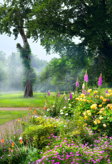 早上在英語公園的藝術之花圖片