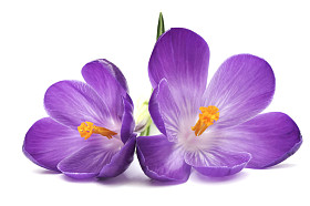 紫色番红花花图片