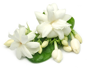 茉莉花与叶照片