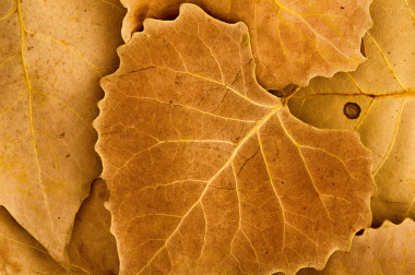 金棕色秋天的树叶图片