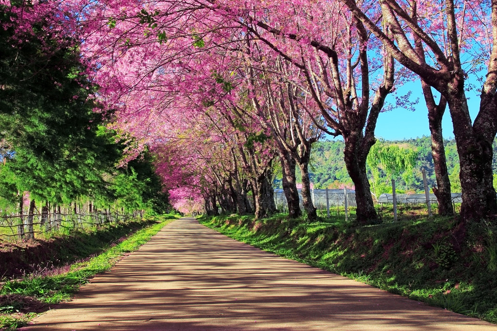 樱花通路在清迈，泰国图片