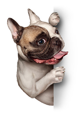 公牛狗空白卡图片