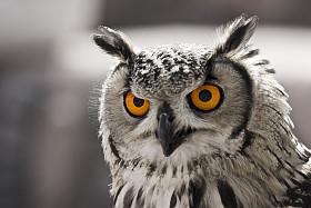 催眠猫头鹰图片