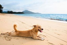 轻松的狗热带海滩图片