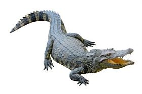 鳄