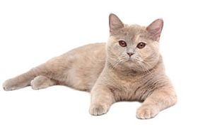 奶油色英国短毛猫