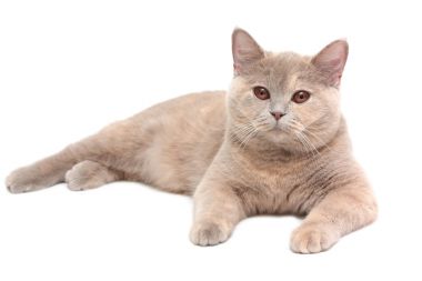 奶油色英国短毛猫