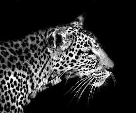 豹子在黑色和白色