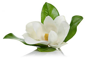 玉兰花与叶子在白色照片