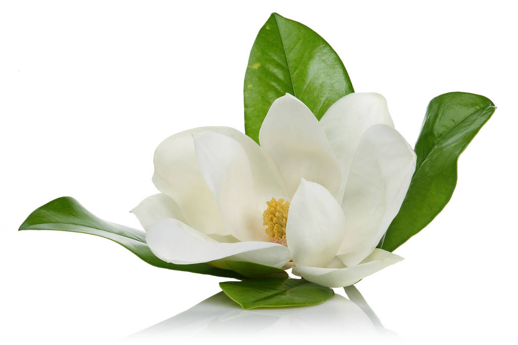 玉兰花与叶子在白色照片
