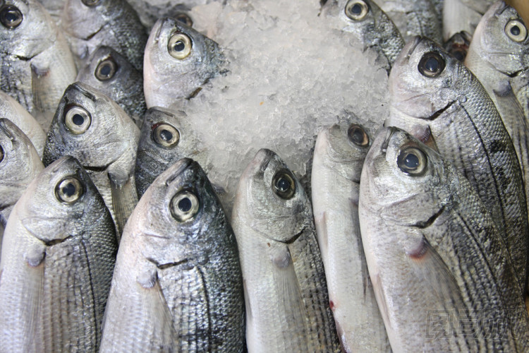 在冰上的新鮮魚(yú)照片