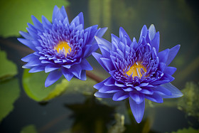 蓝色的莲花