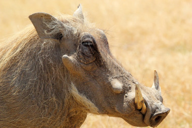 疣猪的画像图片