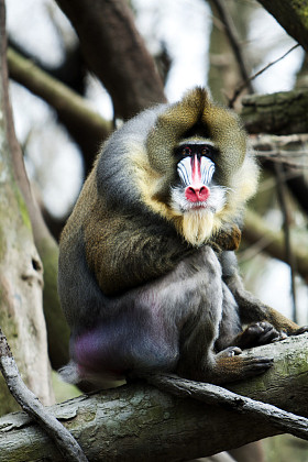 坐在树枝上的 mandrill