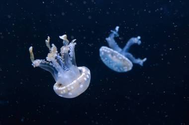 水中水母,水下水母圖片