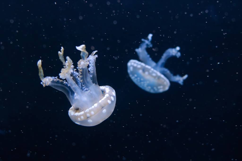 水中水母,水下水母图片