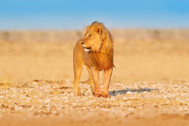 獅子走。非洲獅子的肖像,潘瑟拉利奧,埃托查Np,納米比亞,非洲。貓在干燥的自然棲息地,炎熱的陽光明媚的日子在沙漠。來自大自然的野生動物場景